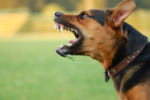 how much does a dog bite lawsuit cost